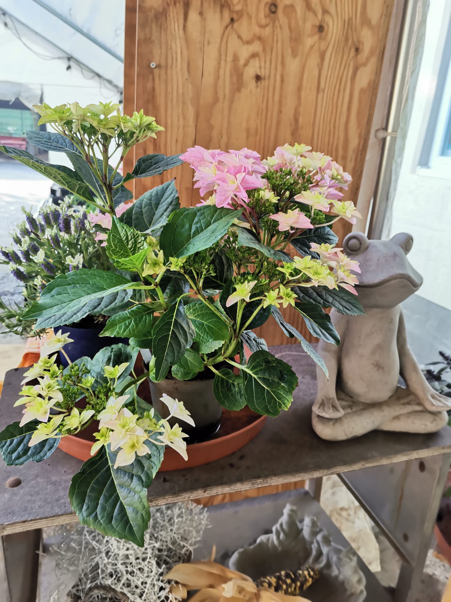 Blumen und Gemüsepflanzen