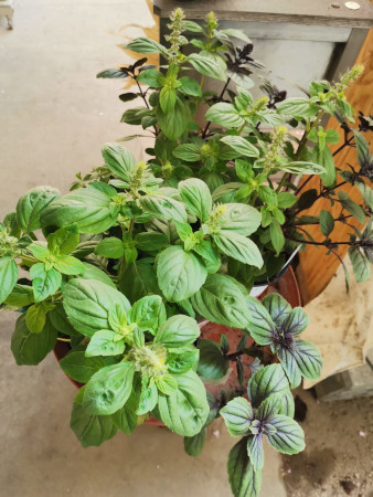 Blumen und Gemüsepflanzen